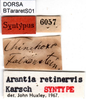 CollectionObject 1500248; 7365f392-aacf-4669-b0d1-024d772d7d36, DORSA BTararetS01: labels (syntype). (CollectionObject).
