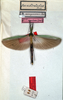 CollectionObject 1560948; NMW 162, 1925b228-acf7-47f2-be95-36f305dba647: copyright NMW, Vienna. female of synonym Parastratocles aeruginosus (holotype). (CollectionObject).