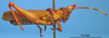 CollectionObject 1538313; ab5aa994-9514-442a-9b9a-fed1bcf69387: male, lateral view (holotype of Poecilocera ornata). (CollectionObject).