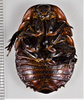 CollectionObject 1848718; 33d3ff74-ab70-458e-b9ba-ed2572ad8d6c: (CollectionObject).