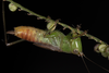 brachypterous male (Brazil, Amazon rainforest, 2022). Depicts CollectionObject 1597301; f4a51049-45cc-4514-8e0c-a49578991cf1, a CollectionObject.