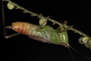 CollectionObject 1597301; f4a51049-45cc-4514-8e0c-a49578991cf1: brachypterous male (Brazil, Amazon rainforest, 2022). (CollectionObject).