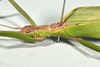 CollectionObject 1598207; 16da7e3c-e216-4569-af60-a01c40335e37, QM T246616: copyright QM. female: head & thorax, lateral view (holotype). (CollectionObject).