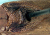 CollectionObject 1517252; acfca6bf-5a74-4321-83ab-1819ed609d69: male, stridulatory area (syntype). (CollectionObject).