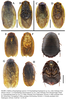 Eupolyphaga hanae Qiu, Che & Wang, 2018: (Otu).