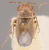 CollectionObject 1596515; 6d5a962e-64c8-4537-aeda-9b9219ab0b2b: Geocoris punctipes paulus HOLOTYPE (NMNH) - (CC BY-NC 3.0) - Photo by Pablo M. Dellapé with permission from the National Museum of Natural History (NMNH), Smithsonian Institution, Washington, D.C. (CollectionObject).