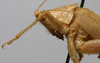 CollectionObject 1535034; b7182fef-3c1a-4af3-9407-f0a342186a30: female pronotum lateral (syntype). (CollectionObject).