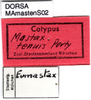 CollectionObject 1521431; c7dc944f-2325-4a41-a915-0490ae0678e7: labels (paralectotype). (CollectionObject).