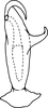 Aedeagus, ventral view: Aedeagus, ventral view. (Observation).