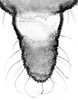 Aedeagus, ventral view.: Cauda (CA) of A. decepta. (Observation).