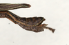 CollectionObject 1558268; f3dad98e-bffc-419f-b891-eed915efa757: copyright MIZ, Warsaw. male: end of abdomen, dorsal view (syntype). (CollectionObject).;CollectionObject 1558269; b4cef16c-4cb8-45c5-b455-7adc37dbc9d4: copyright MIZ, Warsaw. male: end of abdomen, dorsal view (syntype). (CollectionObject).