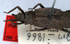 CollectionObject 1561263; NMW 42, 161332a8-b819-491a-a030-9d2d452ae4c5: copyright NMW. female: head and thorax: dorsal view (syntype). (CollectionObject).