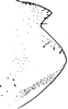 Pygofer, lateral view on Arbelana ulmi (Anufriev, 1969): Pygofer, lateral view (parazitized). (Observation).