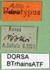 CollectionObject 1564708; 2d71cf39-5479-4a04-be4a-a0ff07eff25a: labels (allotype). (CollectionObject).