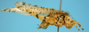 male, lateral view (holotype of Dysonia cuiabensis). Depicts CollectionObject 1542811; 461d1d7a-98b1-4b04-b3c2-63352d64c6a1, a CollectionObject.