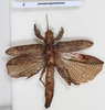 CollectionObject 1561349; cf80abfd-d8b1-4d7d-8b35-996b3b8dea81: copyright MHNG, Geneva. female, dorsal view (holotype). (CollectionObject).