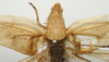 CollectionObject 1516879; 53d5e75a-1c73-47b6-8cbc-fa161bda0945: male pronotum, dorsal view (holotype). (CollectionObject).