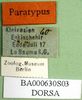 CollectionObject 1502274; ca49d08d-7ecc-4227-bfb3-bd4b48e8f5f3: labels (paratype). (CollectionObject).