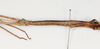 CollectionObject 1556949; NMW 75, afd5275d-2eac-4af4-8981-35733d0678a6: copyright NMW. female: head & thorax, lateral view (holotype). (CollectionObject).