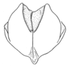 Ceuthophilus (Ceuthophilus) gracilipes gracilipes (Haldeman, 1850): Fig. 706. male subgenital plate. (Otu).;Ceuthophilus (Ceuthophilus) gracilipes gracilipes (Haldeman, 1850): Fig. 706. male subgenital plate. (Otu).