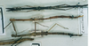 CollectionObject 1557755; b8010246-e69b-41a1-90c3-e8cdb3839b24: copyright MNHN, Panel coll., Paris. female (syntype), possible second. (CollectionObject).