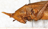 CollectionObject 1576528; a184f736-25c8-4761-803b-8812d12efc46: female, head and pronotum, lateral view. (CollectionObject).