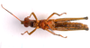 CollectionObject 2703976; CNMS 3686, CNMS 3686, f7030a48-5af7-4e1c-b4c1-500d14041c9b: ventral view. female (paratype). (CollectionObject).