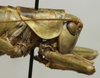 CollectionObject 1535136; b141e4c8-66fe-4a7e-bd82-0067d2df359b: female pronotum, lateral view (holotype). (CollectionObject).