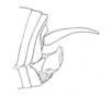 Ceuthophilus (Ceuthophilus) divergens Scudder, 1862: Fig. 548. male abdomen tip, lateral view. (Otu).