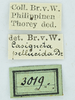 CollectionObject 1532178; 1adf74d6-67cd-4568-838a-21950ab0adc9: labels (syntype). (CollectionObject).