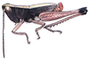 Silvitettix communis Bruner, 1904: male (Panama). (Otu).