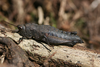 Ixalidium haematoscelis Gerstaecker, 1869: female (Taita Hills, Vuria forest, 1950 m). (Otu).