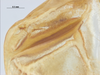 CollectionObject 1578225; ad0dcb8f-d87a-4429-870c-7cd0991b649a: left stridulatory file. (CollectionObject).