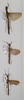 CollectionObject 1558698; a24b7830-12b1-4172-a49d-0e7f11d237da: copyright OUMNH. female, male x2 (paratypes). (CollectionObject).;CollectionObject 1558699; 5beb3539-8750-47f3-889b-7f67d908e30c: copyright OUMNH. female, male x2 (paratypes). (CollectionObject).