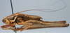 CollectionObject 1517227; 3f3f44e1-d06c-405d-8e1c-34fb0c56745a: male, lateral view (holotype of Pterolepis raggei). (CollectionObject).