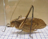 Mecopoda niponensis niponensis (Haan, 1843): male, lateral view. (Otu).