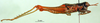 CollectionObject 1566287; de715f4e-805d-4407-8c64-2ba15977494f: female, lateral view (paratype). (CollectionObject).