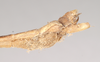 CollectionObject 1560629; 4f1e263e-c78a-4e70-8a15-e4ebcc5b90c0: copyright Natural History Museum, London. female: end of abdomen, lateral view (paralectotype). (CollectionObject).;CollectionObject 1560630; 81cde4ba-3fde-4f61-9420-4172a1b4f9c5: copyright Natural History Museum, London. female: end of abdomen, lateral view (paralectotype). (CollectionObject).