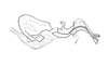 Dichroplus intermedius Ronderos, 1976: Fig. 12. endophallus, lateral view. (Otu).