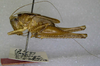 CollectionObject 1499258; 0111a94d-fe95-467a-89e1-46ae68916ff2: male, lateral view (holotype). (CollectionObject).