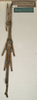 CollectionObject 1562319; NMW 881, c6e95c64-2cbb-4bb7-bcef-fc36902f72c4: copyright NMW, Vienna. male (holotype). (CollectionObject).