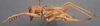 CollectionObject 1505901; 97b50376-d569-4871-88fb-1b544e278a35: female, lateral view (paralectotype). (CollectionObject).