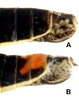 Pygofer, lateral view: !! display not done !! on Cuerna balli Oman & Beamer, 1944: Caudal abdomen, lateral view. <B>A.</B> U.S.A., Arizona, 9.5 mi N of Valle. <B>B.</B> U.S.A., Arizona, Cottonwood, CNC. (Observation).
