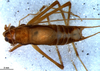 CollectionObject 1580302; 7f73b6c9-dfa4-4370-afcc-c43433a15211: male, dorsal view (paratype). (CollectionObject).