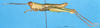 CollectionObject 1537590; 65ddc1be-43f9-45cd-a984-e1e47eef91ae: male, lateral view (holotype). (CollectionObject).