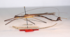 CollectionObject 1562146; c3916979-da30-4d1c-99d5-7770dabd132d: Copyright MNCN, Madrid. male, lateral view (syntype). (CollectionObject).;CollectionObject 1562147; 0defbfe2-019a-4fa3-8d4a-2f1fd628354a: Copyright MNCN, Madrid. male, lateral view (syntype). (CollectionObject).