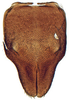Subgenital plate, ventral view on Alocoelidia fulva Evans, 1954: Alocoelidia fulva, valve and subgenital plates, ventrally (CAS). (Observation).