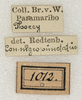 CollectionObject 1594982; df8a6237-19ff-4c98-846d-42d2ca386eb8: labels (syntype of Conocephalus nigropunctatus). (CollectionObject).