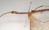 CollectionObject 1556983; ed1e0dcb-254d-459d-bdc7-06f0b740a8c7: copyright SAM, Adelaide. male: head and thorax, lateral view of synonym Acrophylla paula (holotype). (CollectionObject).