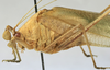 CollectionObject 1539803; 7c60f6b2-ddec-491c-b721-52ccf9c8a16e, MNHN-EO-ENSIF801: male habitus, lateral view (holotype). (CollectionObject).